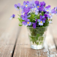 寒露菊的头像-奈落语