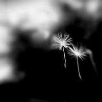 VileOracle的头像-奈落语